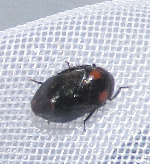 Penthimia nigra - fekete kabóca Penthimia nigra - fekete kabóca