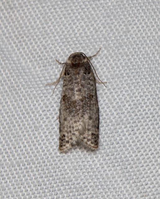 Pseudeulia asinana - korai sodrómoly