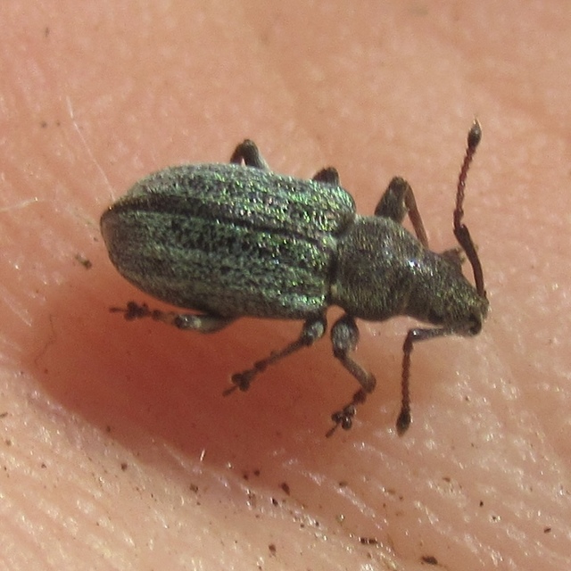 Phyllobius pyri - gyümölcsfa-levélormányos