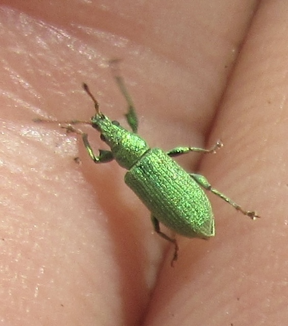 Phyllobius maculicornis - galagonya-levélormányos