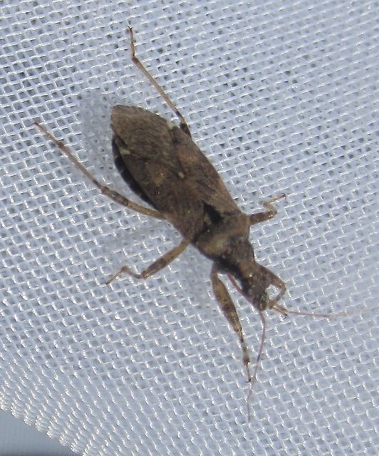 Himacerus