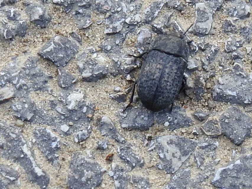 Opatrum sabulosum - sároshátú gyászbogár