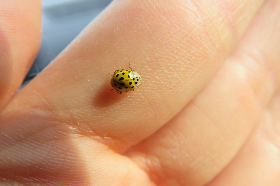 Psyllobora vigintiduopunctata - huszonkétpettyes katica