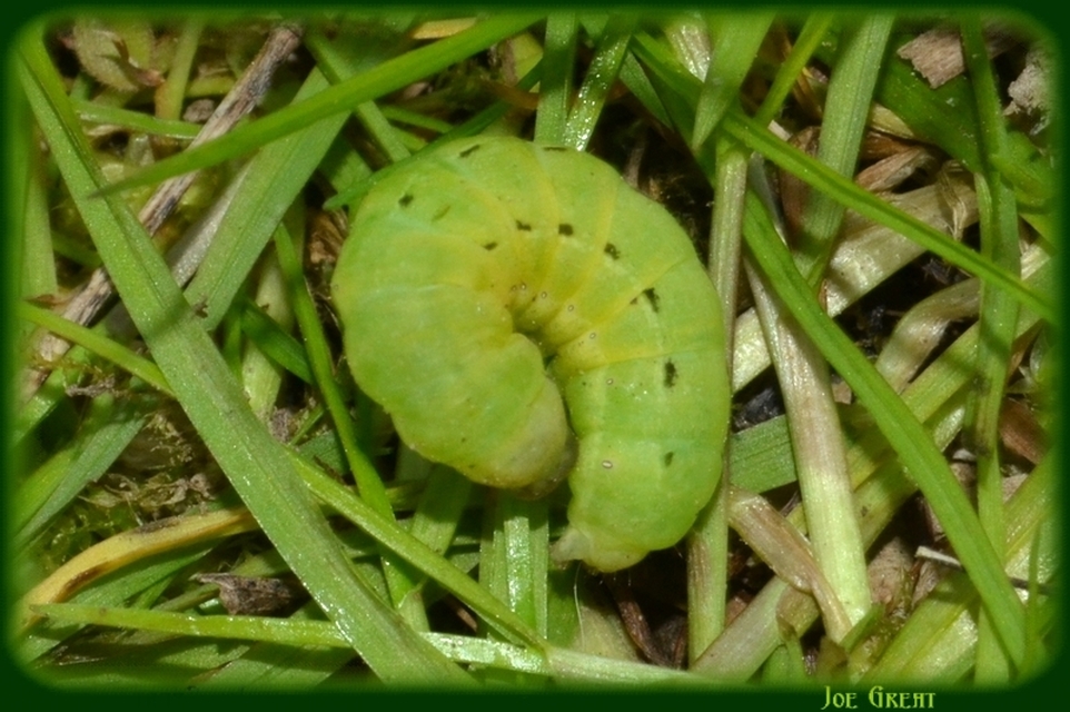 Noctua pronuba - nagy sárgafűbagoly