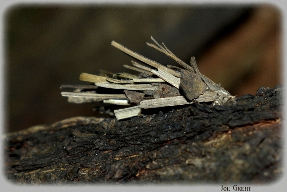 Psychidae - csőzsákos-molyfélék