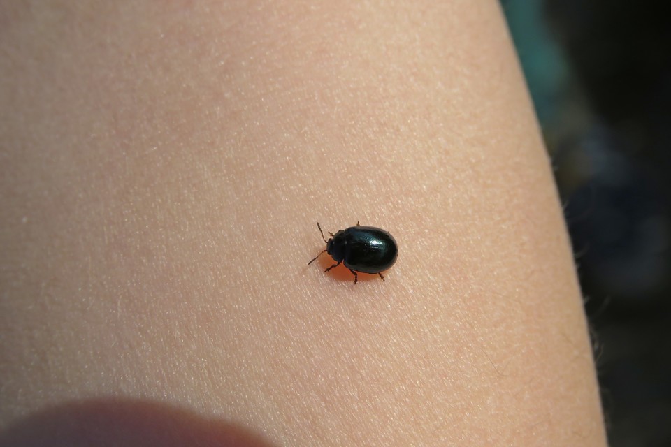 Plagiodera versicolora - törpe fűzlevelész