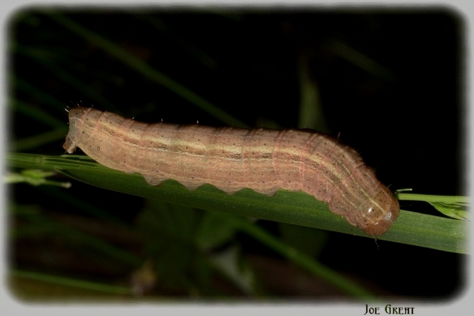 Mythimna Mythimna