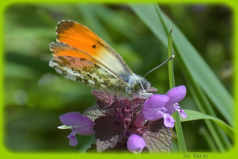 Anthocharis cardamines - hajnalpírlepke