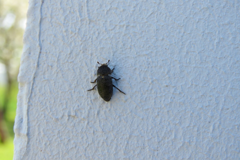 Dermestes laniarius - gyászos porva Dermestes laniarius - gyászos porva