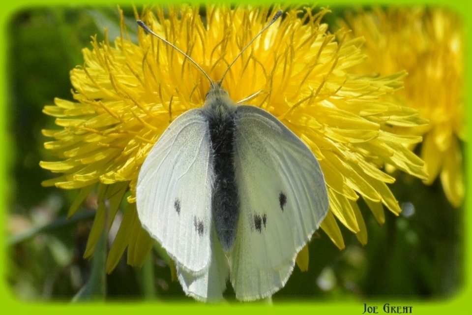 Pieris rapae - répalepke