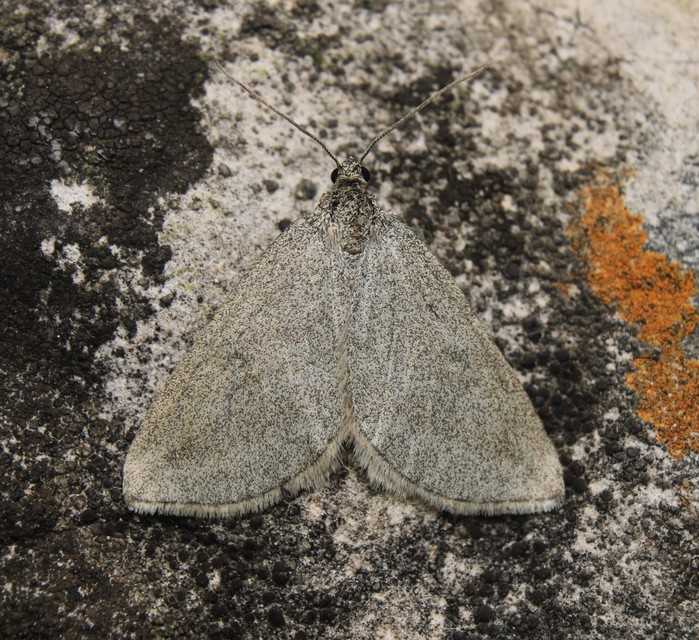 Lithostege griseata - szürke araszoló