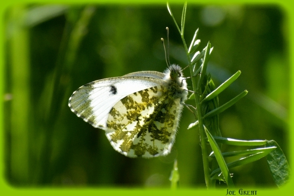Anthocharis cardamines - hajnalpírlepke