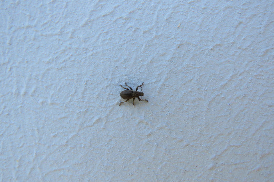 Mesagroicus obscurus - dülledtszemű libatopormányos