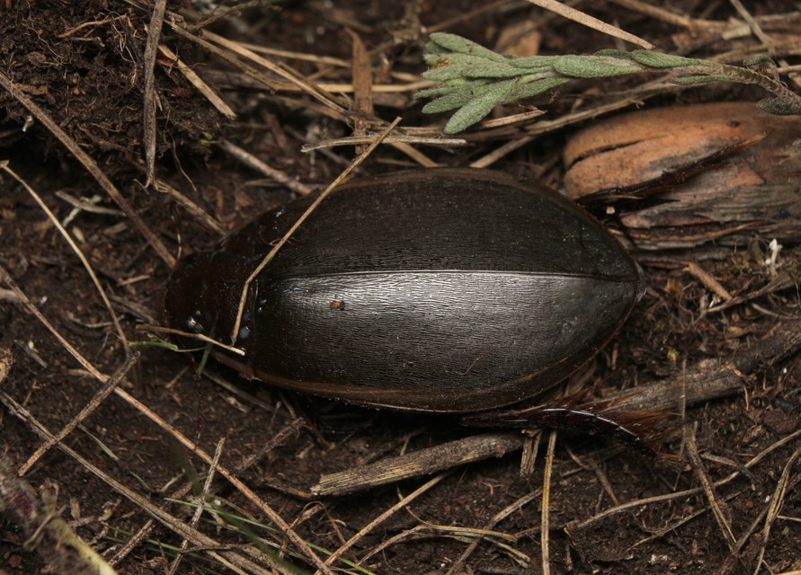 Cybister lateralimarginalis - nagy búvárbogár