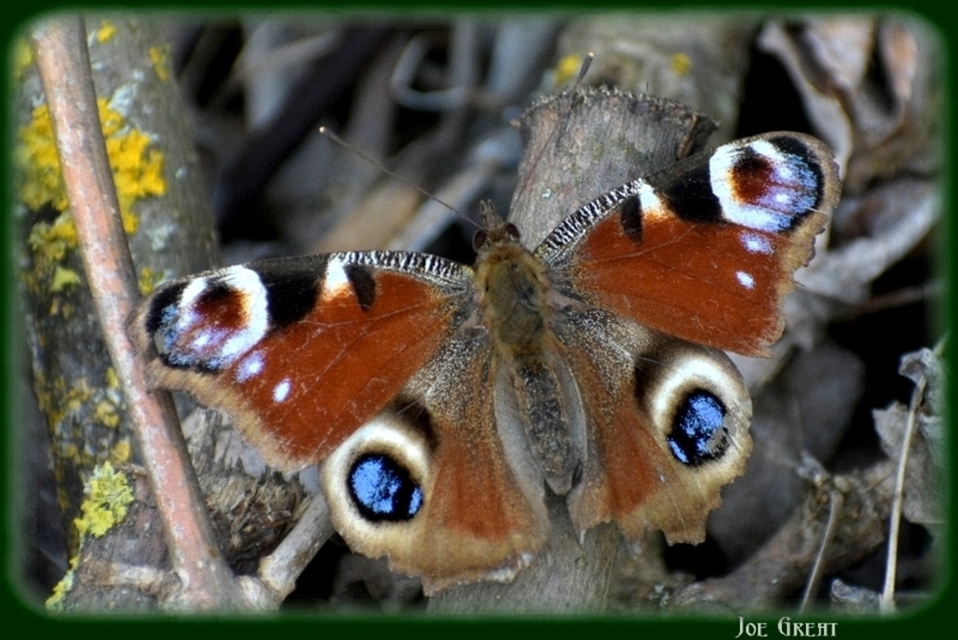 Nymphalis io - nappali pávaszem