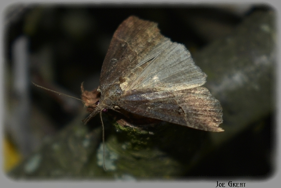 Hypena rostralis - közönséges karcsúbagoly