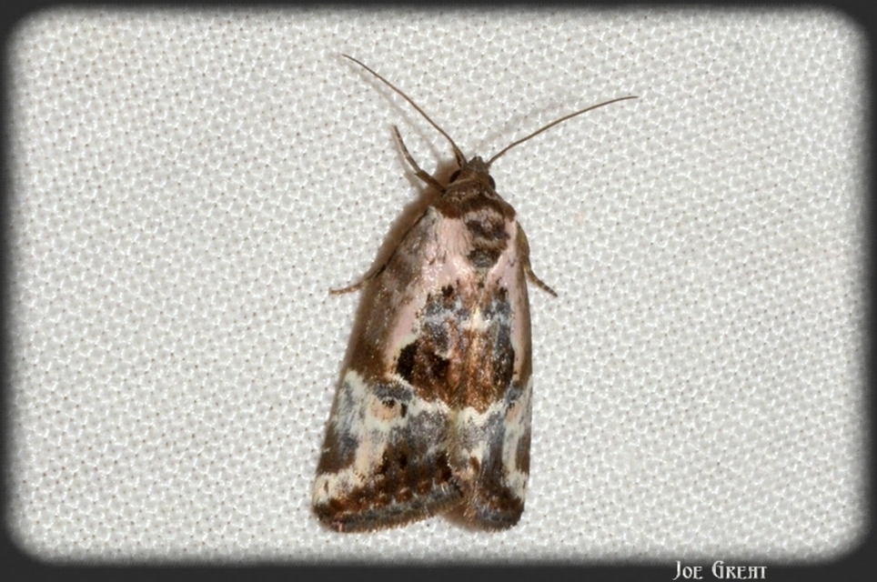 Hapalotis venustula - rózsaszínű mázasbagoly