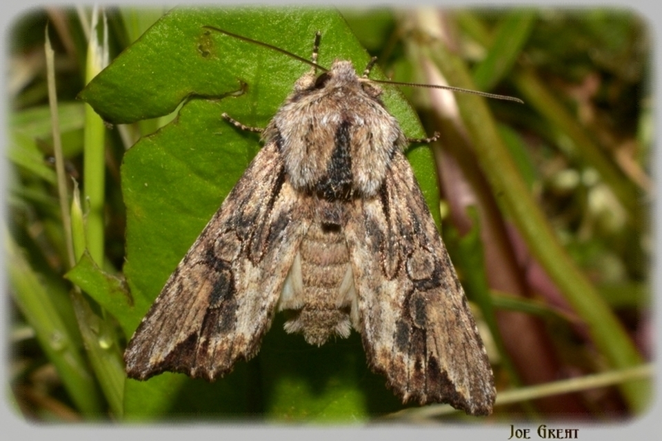 Egira conspicillaris - változékony szürkebagoly