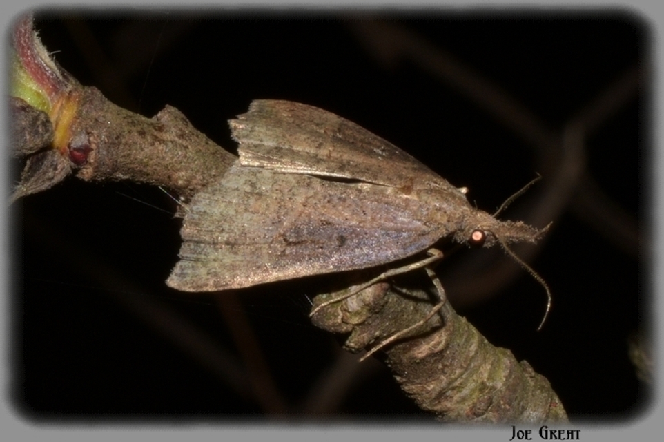 Hypena rostralis - közönséges karcsúbagoly