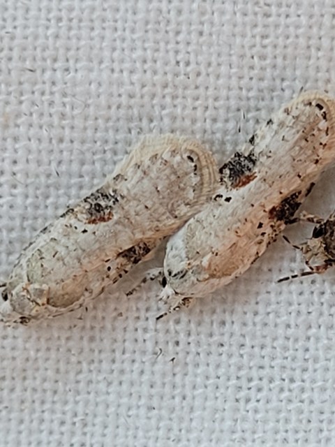 Agonopterix alstromeriana - bürök-laposmoly