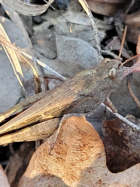 Aiolopus strepens - déli áttelelősáska