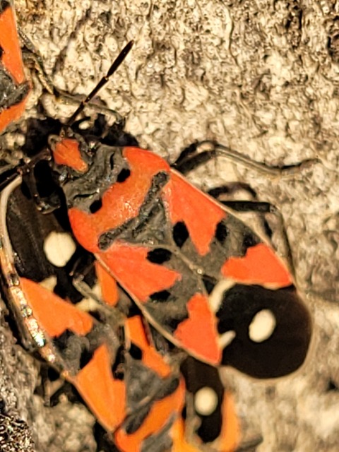 Lygaeus equestris/simulans