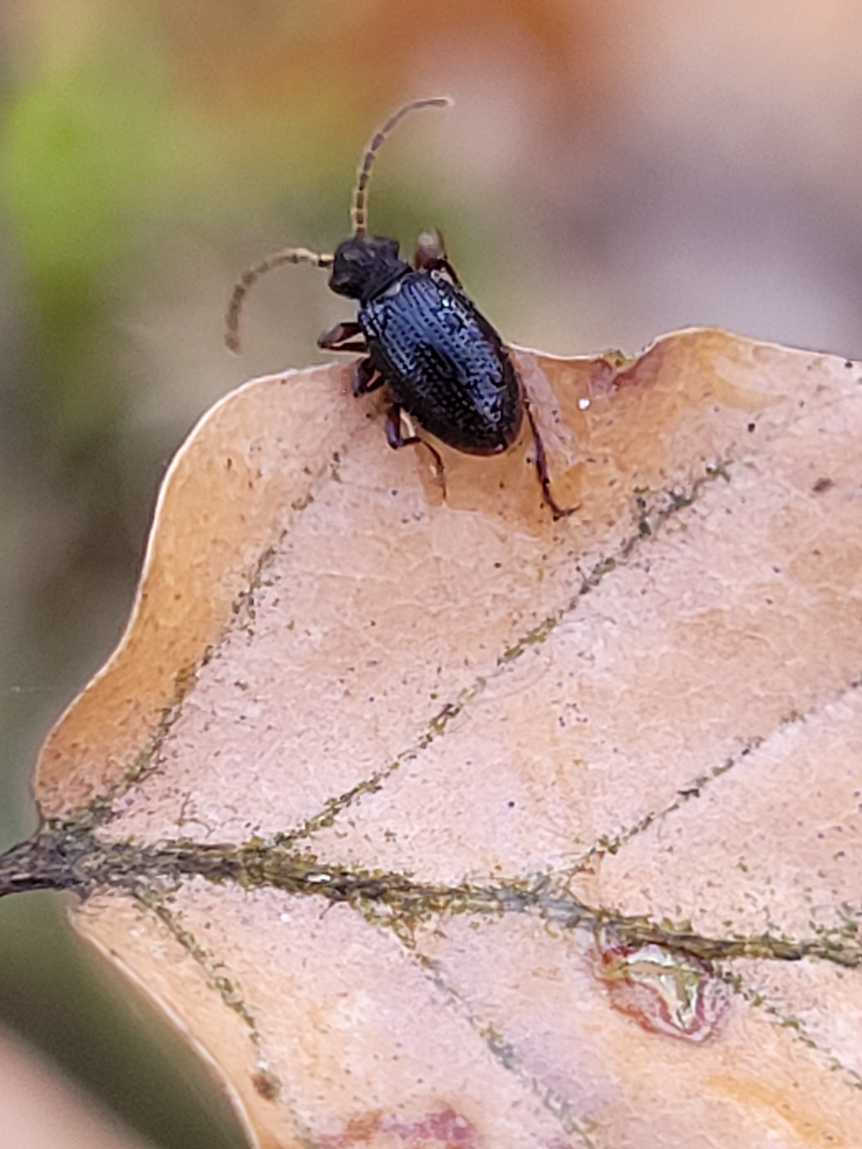 Dignomus nitidus - fényes tolvajbogár