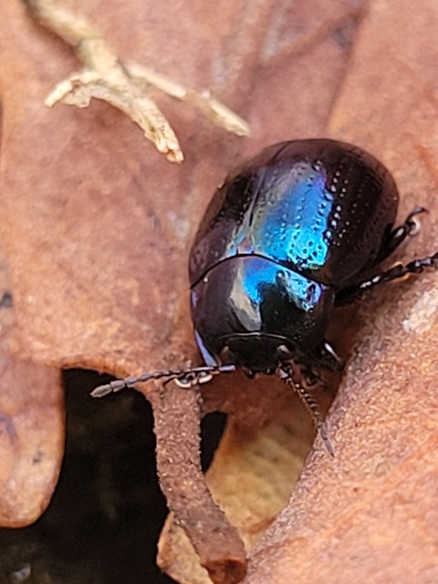 Chrysolina cuprina - pontozott orbáncfűlevelész
