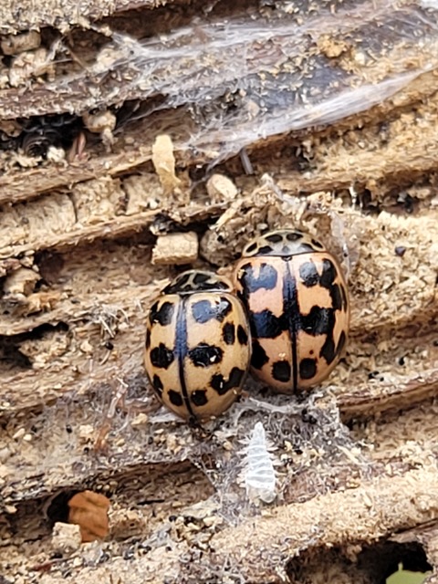 Oenopia conglobata - rózsás katica