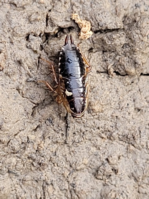 Blattodea - Csótányok