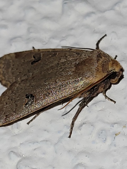 Conistra erythrocephala - vörösfejű őszibagoly