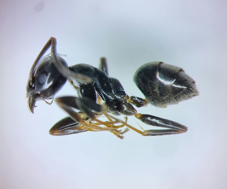 Tapinoma erraticum - kóborhangya