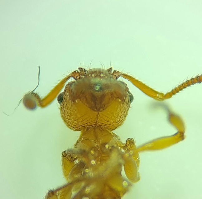 Myrmica sabuleti - gyakori bütyköshangya