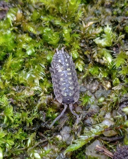 Porcellio spinicornis Porcellio spinicornis