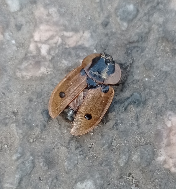 Dendroxena quadrimaculata - négypettyes dögbogár
