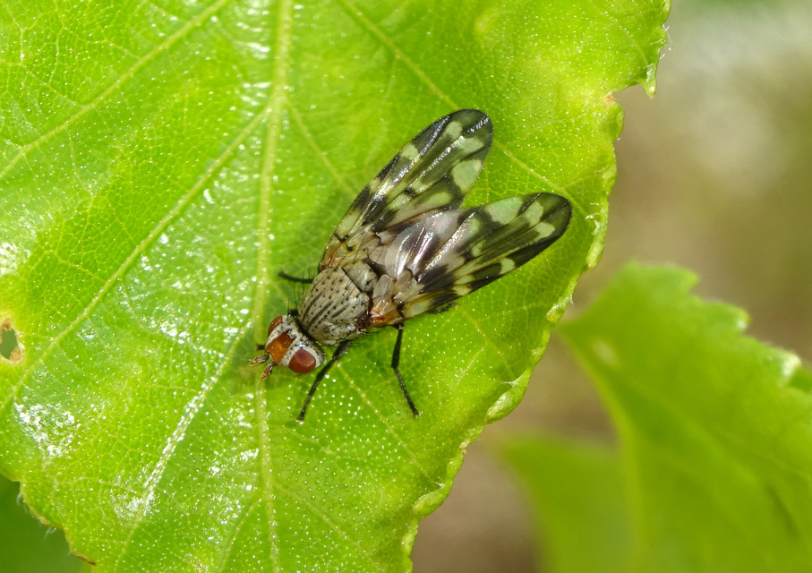 Otites centralis/guttata