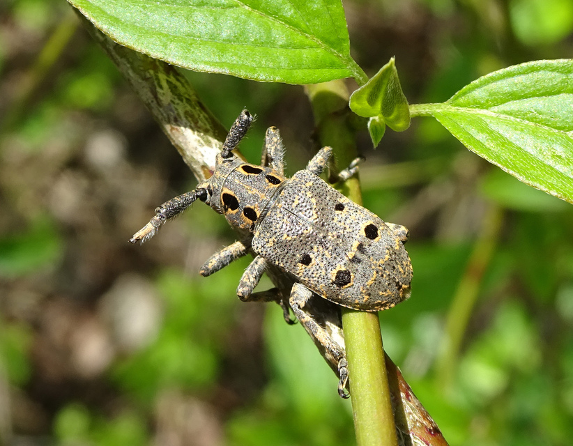 Mesosa curculionoides - szemfoltos cincér