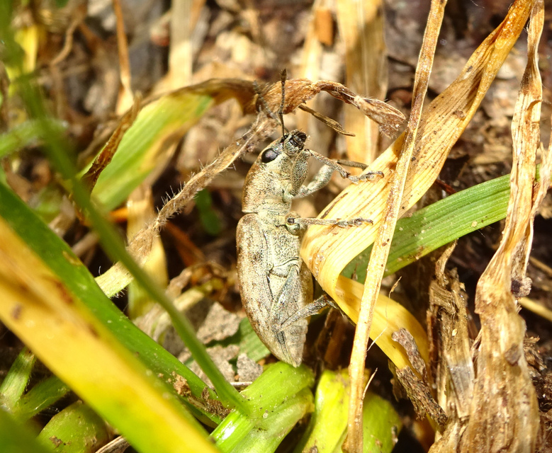 Tanymecus palliatus - közönséges hegyesfarúbarkó