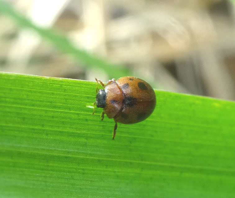 Cynegetis impunctata - pázsitfűböde