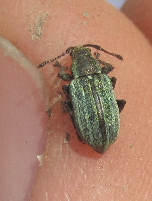 Phyllobius pyri - gyümölcsfa-levélormányos