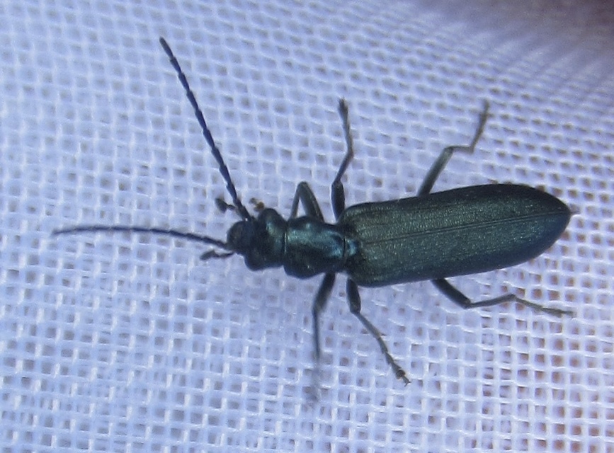 Ischnomera