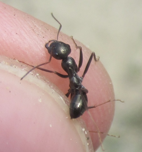 Cataglyphis aenescens - fekete fürgehangya