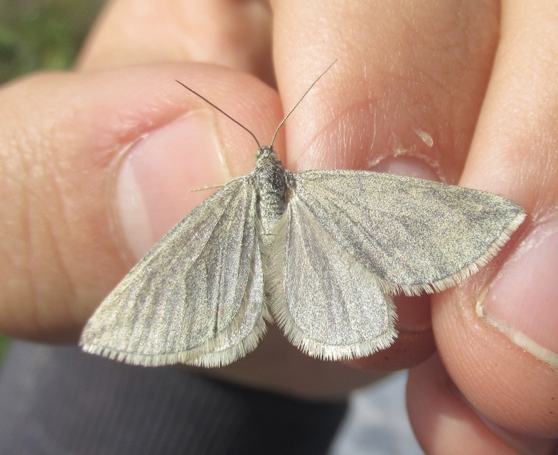 Lithostege griseata - szürke araszoló