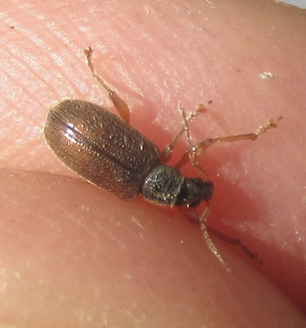 Phyllobius oblongus - közönséges levélormányos