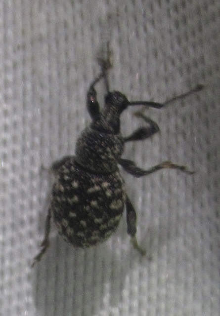 Otiorhynchus chrysostictus - hintett gyalogormányos