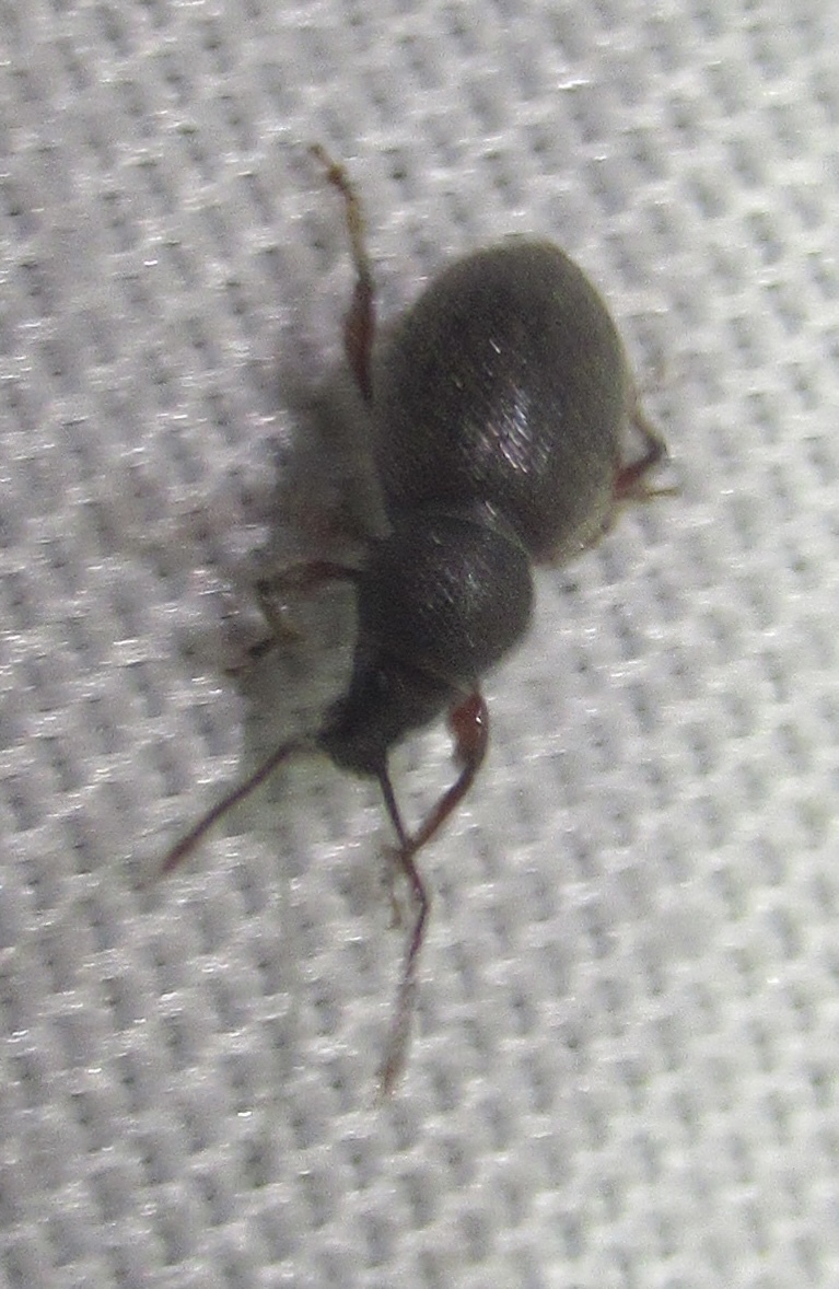 Otiorhynchus velutinus - szőrös gyalogormányos