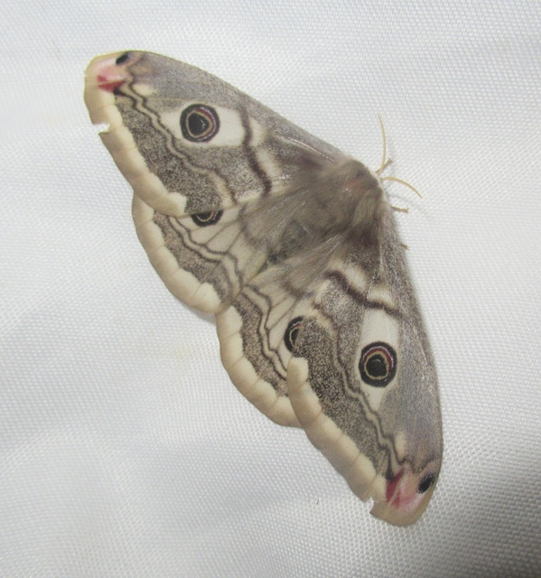 Saturnia pavoniella/pavonia