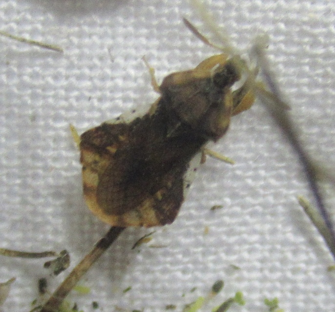 Phymata crassipes - fogólábú poloska