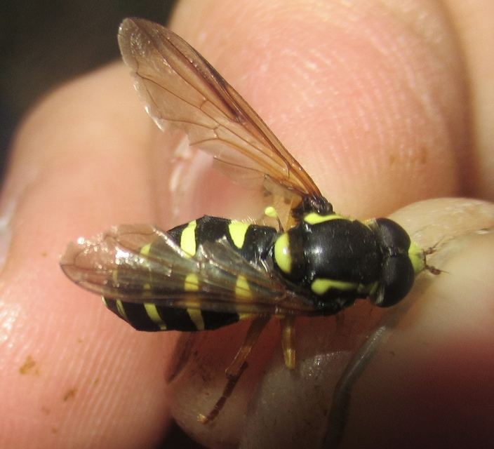 Xanthogramma citrofasciatum - korai oldalsávoslégy