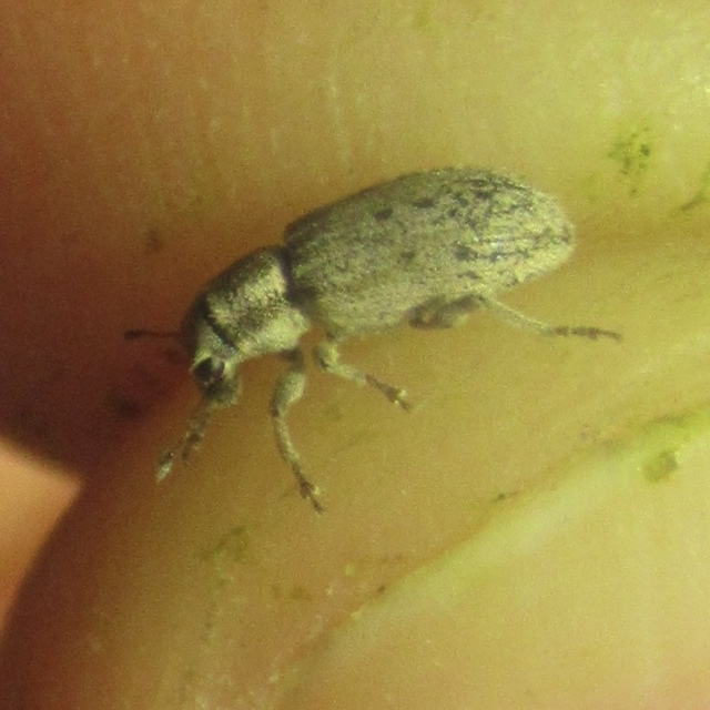 Sitona macularius - borsó-csipkézőbogár